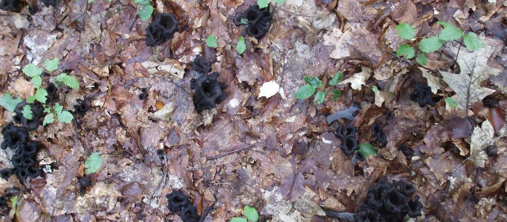 Trąbka umarłych - osobliwy grzyb z polskich lasów