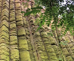 Bazaltowe słupy na Dolnym Śląsku