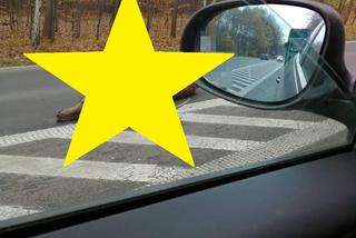 Przepiękny jeleń zginął w Rybniku. Został śmiertelnie potrącony na drodze [ZDJĘCIE]