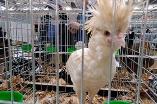 Wystawa gołębi i królików rasowych oraz ozdobnego drobiu - Tarnów 2022