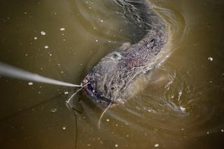 Ryba większa od wędkarza! Gigantyczny sum z sądeckich stawów wyłowiony po dwóch godzinach walki