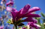 Magnolia 'Susan'