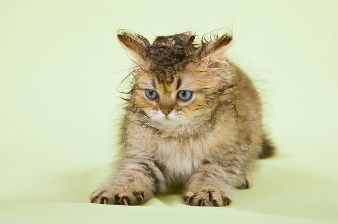 Światowy Dzień Kota