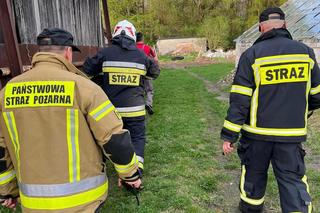 Bocian utknął w kominie