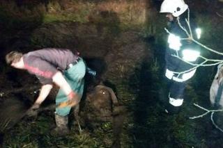 Baśka ugrzęzła w bagnie! Strażacy uratowali tonącego konia