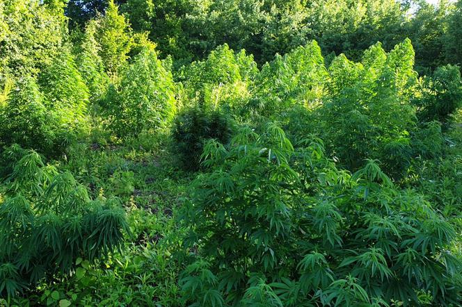 Dobrzyń nad Wisłą: Dwie duże plantacje marihuany zlikwidowane! 5 osób zatrzymanych [ZDJĘCIA]