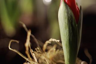 Pędzenie tulipanów