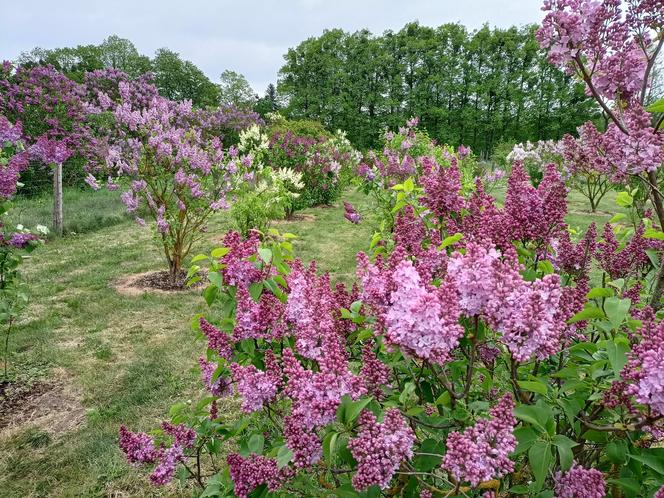 Arboretum Kórnickie - raj dla miłośników pięknych roślin
