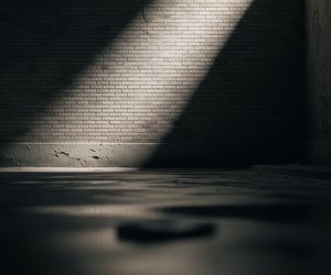 Postrzelona kotka w Ostrowie. Kto stoi za bestialskim atakiem?