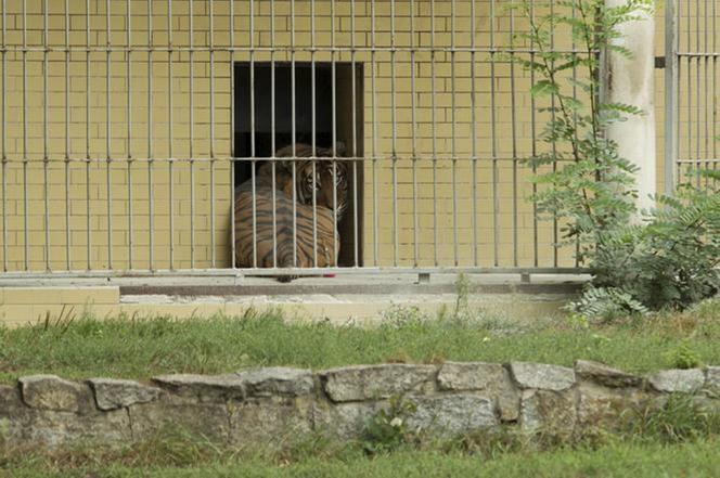 Tygrys rozszarpał swojego opiekuna. Wstrząsające okoliczności koszmaru w zoo 