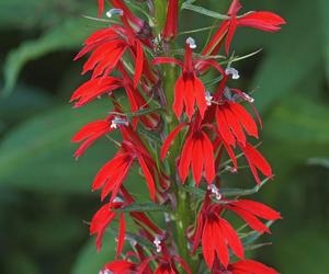 Lobelia szkarłatna