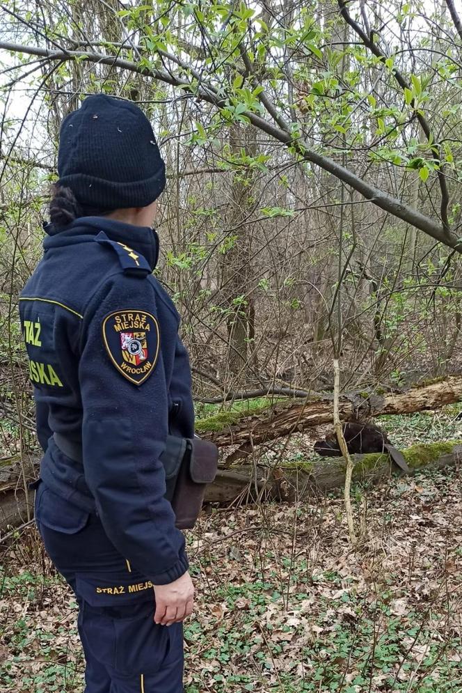 Bóbr uwięziony w piwnicy we Wrocławiu. Na ratunek ruszyły strażniczki miejskie