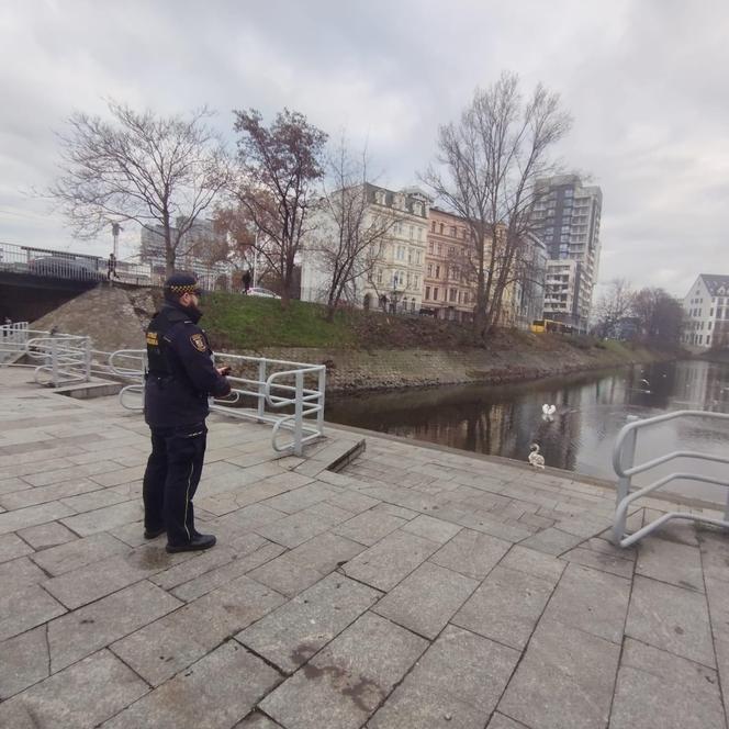 Zbłąkany łabędź wybrał się na spacer po jarmarku we Wrocławiu. „Szukał świątecznego nastroju”