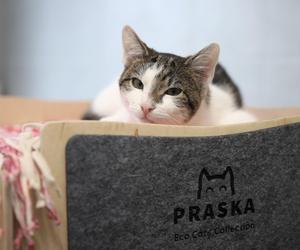 W Krakowie powstał pawilon dla bezdomnych kotów