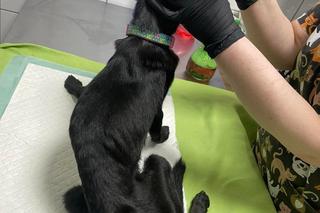 Dramatyczna interwencja Pet Patrol z Rybnika: Tak wychudzonego psa jeszcze nie widzieliśmy