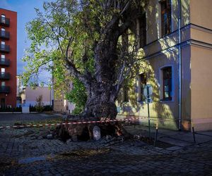 Polska pod naporem wichur! Strażacy nie mieli chwili wytchnienia