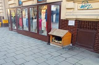 Czy kot Gacek dostanie etat w magistracie?