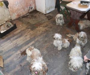 Kilkadziesiąt psów odebrano właścicielom w Śląskiem
