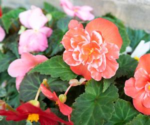 Begonia bulwiasta