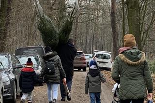 Choinki prosto z lasu w Będzinie Grodźcu