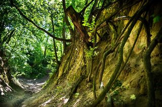 To jedna z najpiękniejszych tras spacerowych w Świętokrzyskiem. Szlak ma pół kilometra