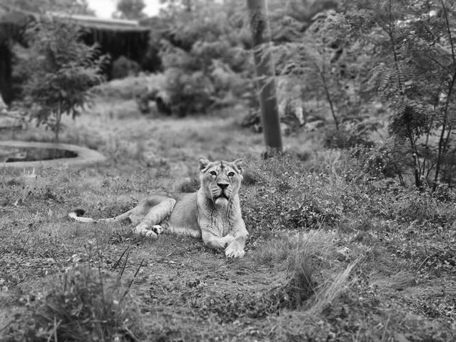 Orientarium Zoo Łódź. Nie żyje lwica "Tycia". W tym roku skończyłaby 20 lat [ZDJĘCIA]. 