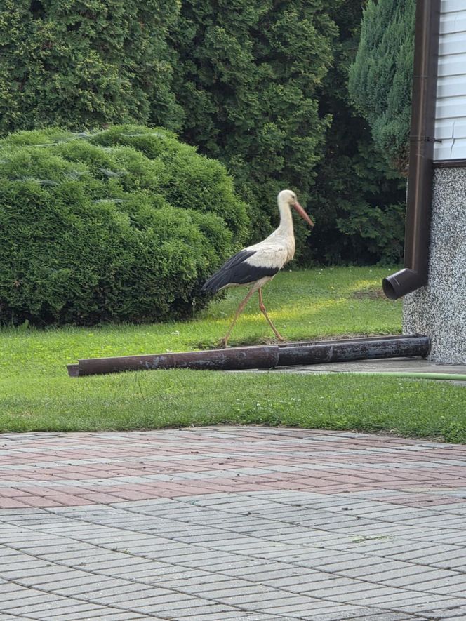 Kajtek bocian podwórkowy