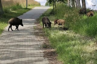 Dziki na trasie pod Olsztynem