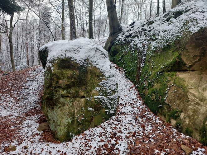 Dudniacz w Szufnarowej