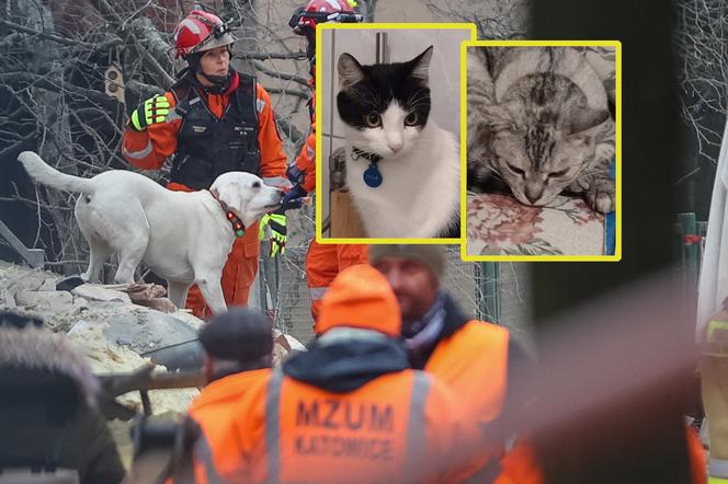 Wybuch kamienicy w Katowicach. Wciąż poszukiwane są zwierzęta. "Proszę ludzie, znajdźcie je!"