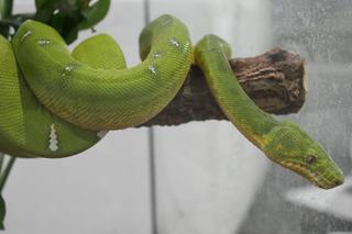 Exotic Fest Poznań. Targi terrarystyczno - akwarystyczne już w niedzielę 25 września!