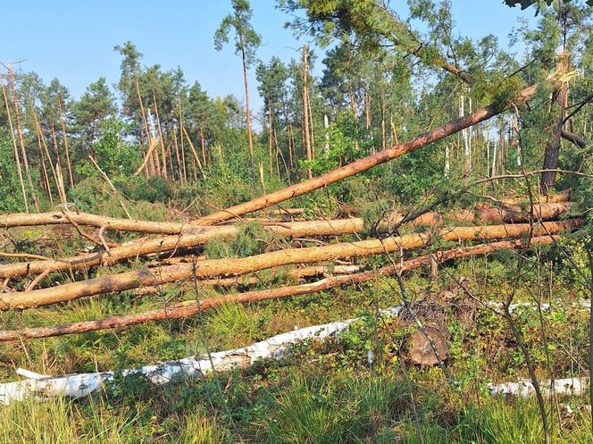 straty w Nadleśnictwie Kozienice4