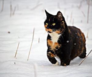 Zimą zadbajmy o wolno żyjące koty. W Nowym Sączu jest ich dużo