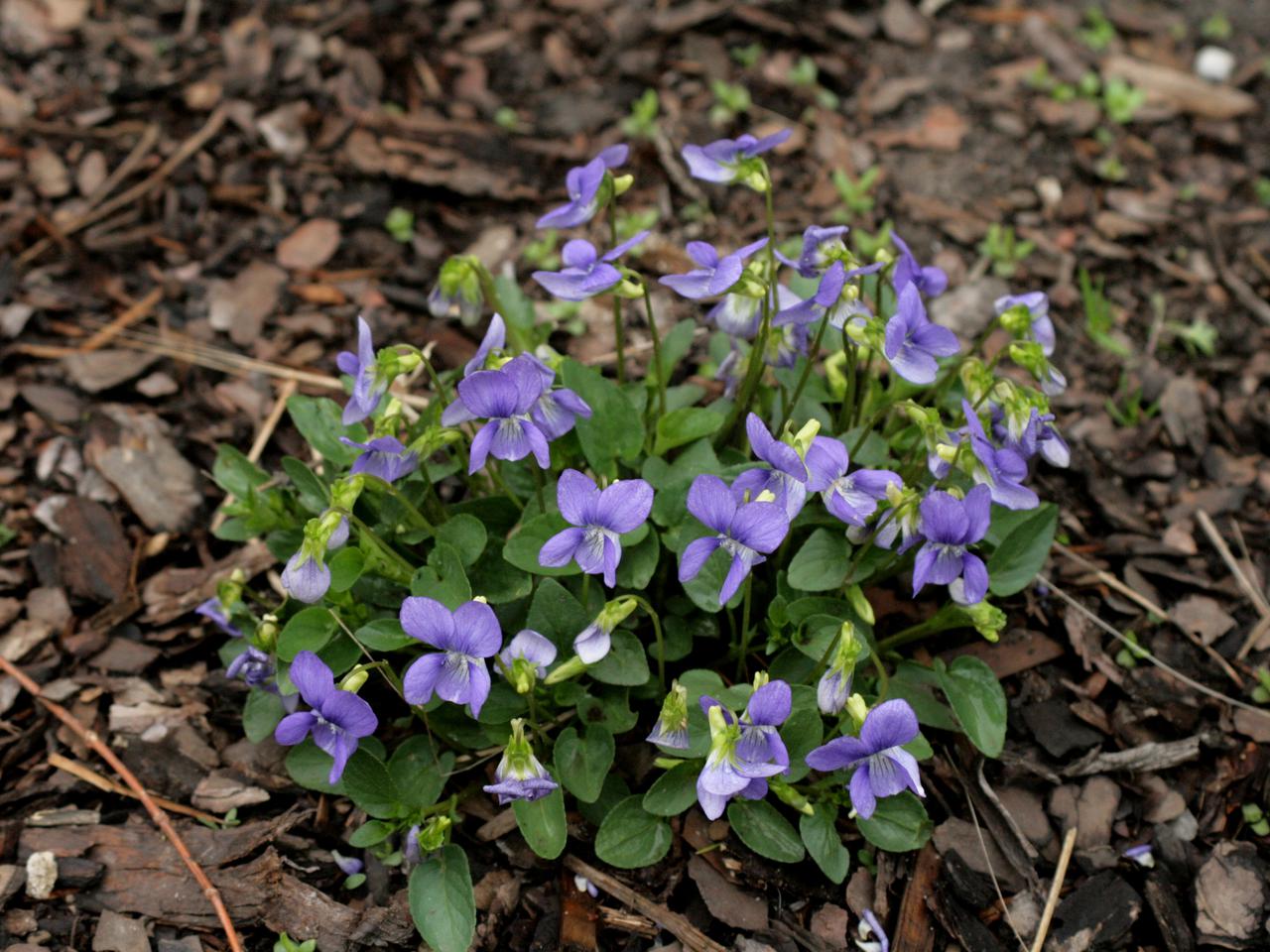 Fiołek wonny - Viola odorata