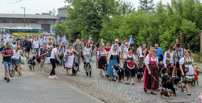 Ulicami Tarnowa przejdzie parada psów pasterskich