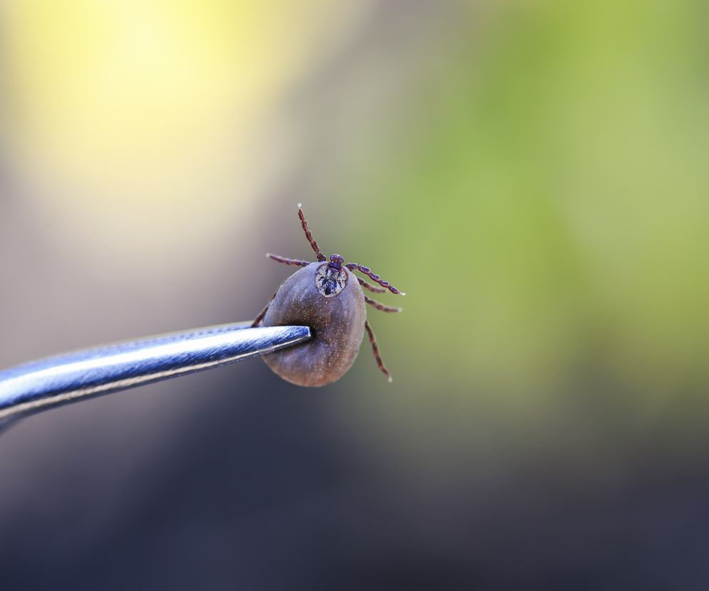 Kleszcze to szczególnie niebezpieczne pajęczaki, które atakują ludzi i zwierzęta. Na kleszcze należy szczególnie uważać wiosną i jesienią.
