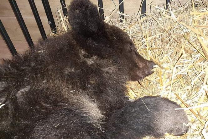 Niedźwiadek znaleziony tuż przy domach w Bieszczadach. Jest w ciężkim stanie. Trafił pod opiekę weterynarzy