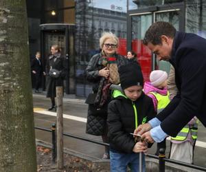 Warszawa zazielenia betonowy plac. Drzewami z Niemiec. Po 14 tys. zł za sztukę 