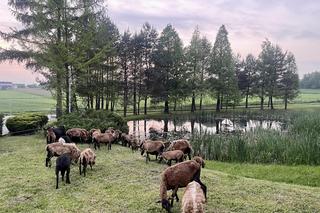 Ekologiczne kosiarki w Raciborzu. To owce i barany