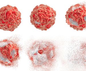 Apoptoza, czyli zaprogramowana śmierć komórki. Jak przebiega?