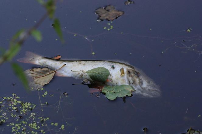Śnięte ryby w Zgierzu. Na powierzchni stawu w Parku Miejskim pojawił się niebezpieczny osad