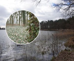 Majestatyczny las, który jest miejscem wypoczynku i rekreacji. Sarni Las w Nowogardzie i jego piękno