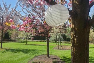 Kwitnące wiśnie i magnolie w Ogrodzie Botanicznym w Powsinie