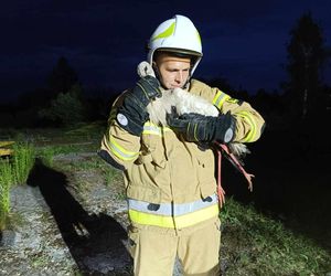 Bocian wpadł do 24-metrowego komina. Strażacy ratowali go 3 godziny [ZDJĘCIA]. 