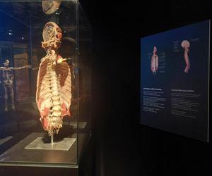 Wystawa Body Worlds w Szybie Wilson w Katowicach