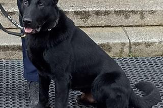 Starszy pan zgubił się na cmentarzu. Czworonożny policjant uratował mu życie