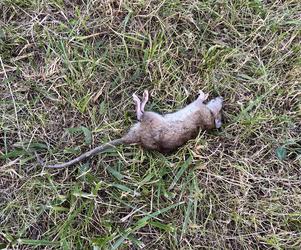 Martwe szczury leżą na trawnikach