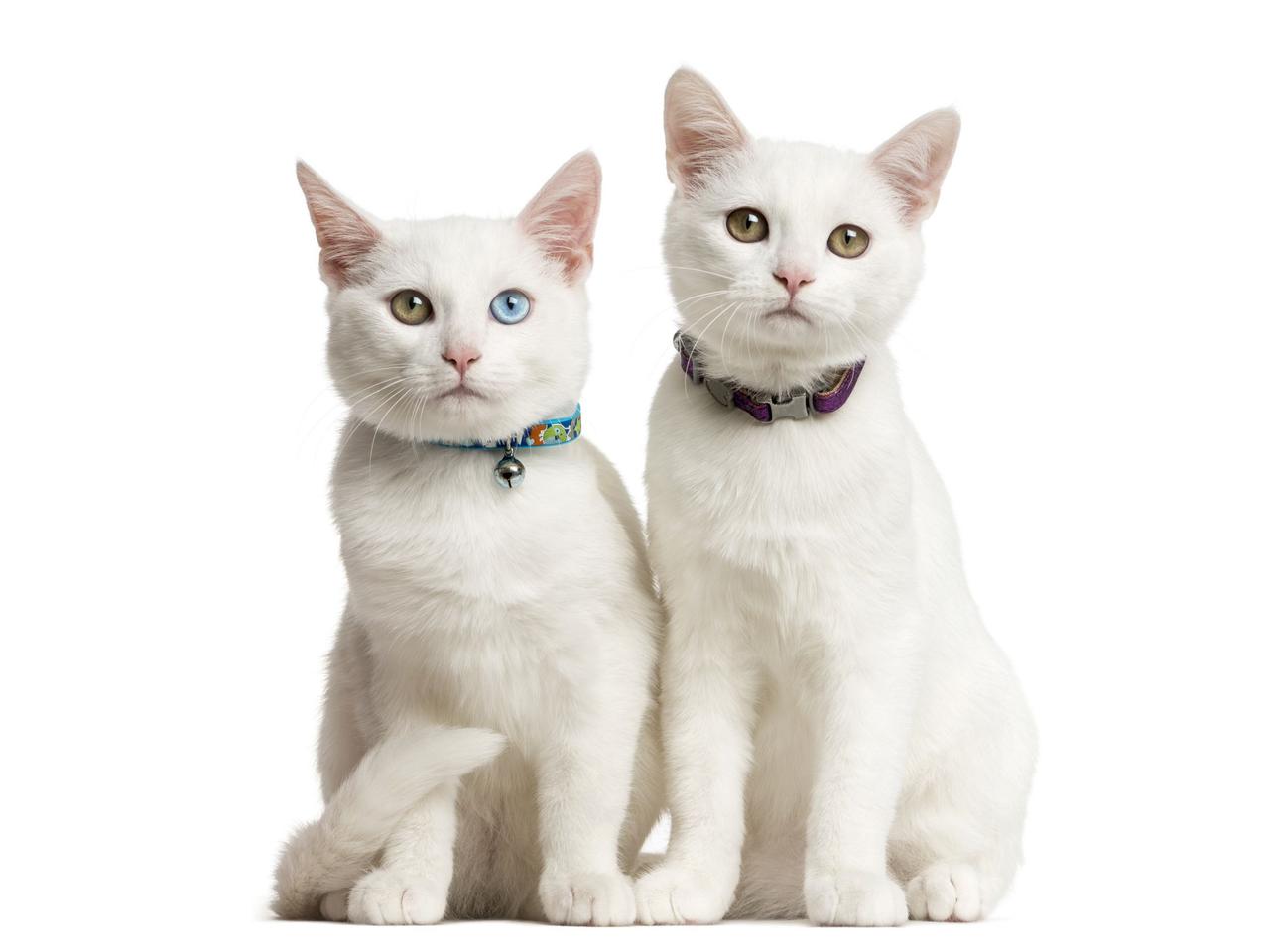 Dlaczego kot kicha? Oto najczęstsze przyczyny