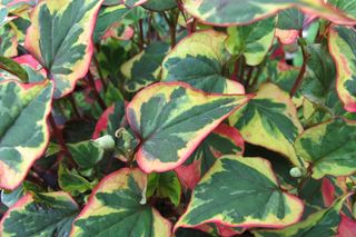 Pstrolistka sercowata - Houttuynia cordata