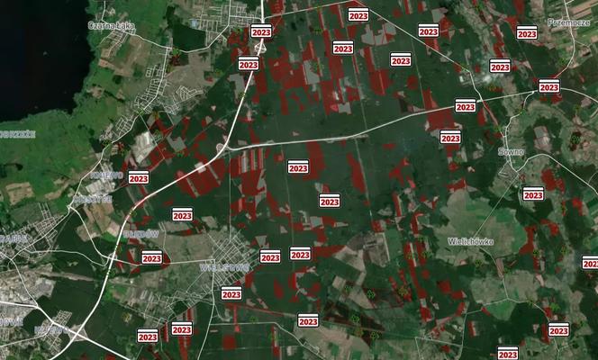 Wycinka lasów w Szczecinie i regionie 